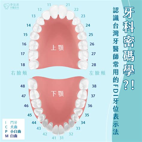 牙齒小顆的人|牙齒